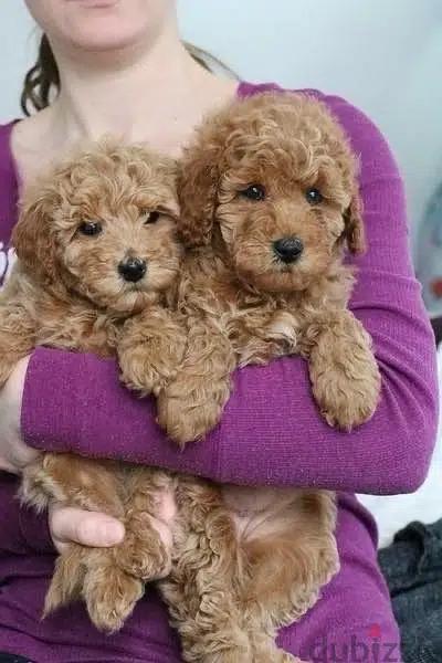 Poodle Puppy Imported Delivery