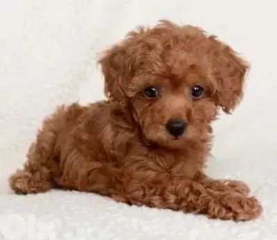 Delivery  toy poodle Puppy
