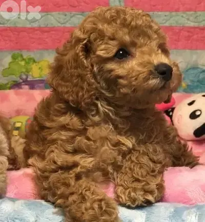 imported toy poodle puppies Available