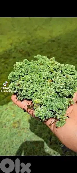ازولا azola