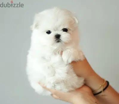 BICHON Maltaise MALTIPOO and more females and males SPECIAL OFFERS !!!