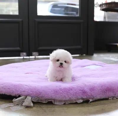 BICHON Maltese, MALTIPOO & more dogs available all size Special Offers