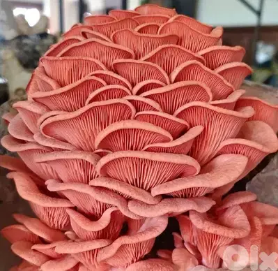 Edible Mushroom Kits (grow it yourself kits) Fungiinlebanon