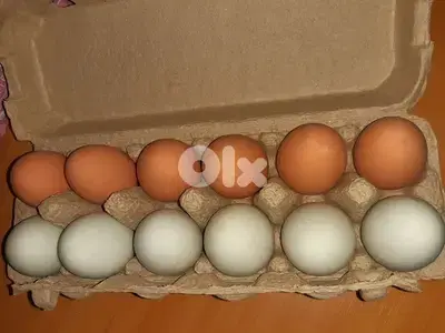 Unbreakable bouncing eggs