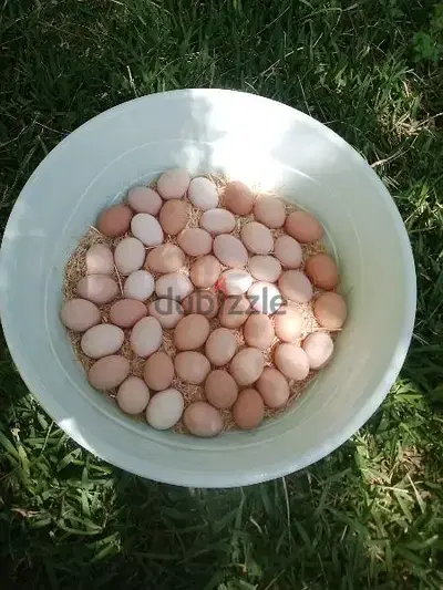 بيض بلدي