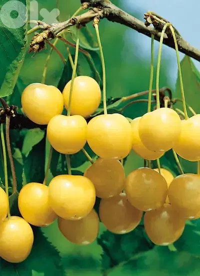 Italian Golden Cherry trees