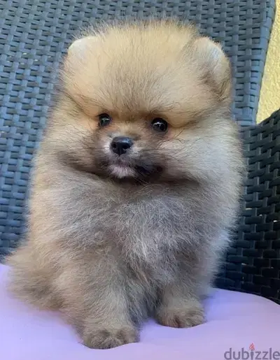 Pomeranian imported dog كلب