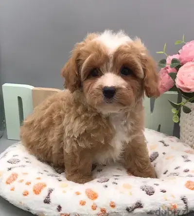 Maltipoo Bicolor Puppy Pure Breed Available / Delivery / dog كلاب