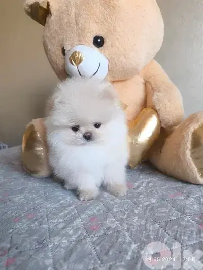 Fluffiest Teacup Pomeranian pure STAYS SMALL Dog Delivery كلب