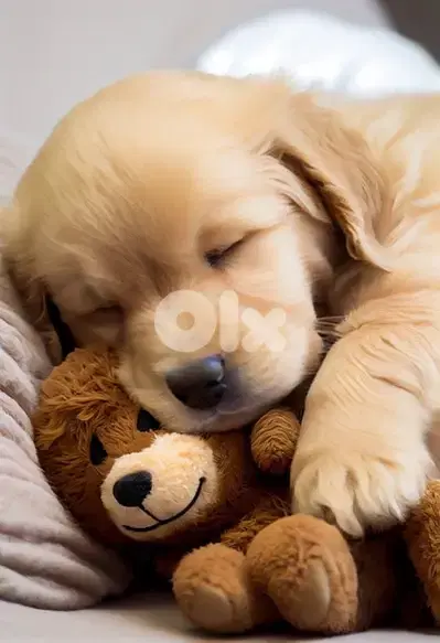 Hurry up! Golden Retriever puppy available!! Dog/Delivery/كلب