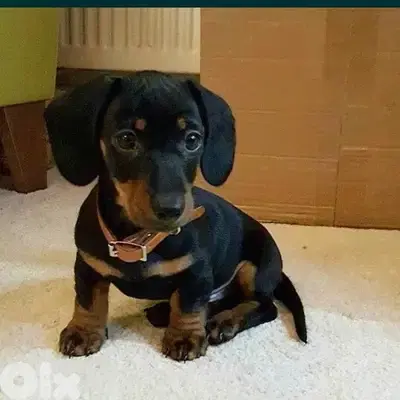 Dachshund/ Sausage Imported Puppy pure breed dog كلاب DELIVERY