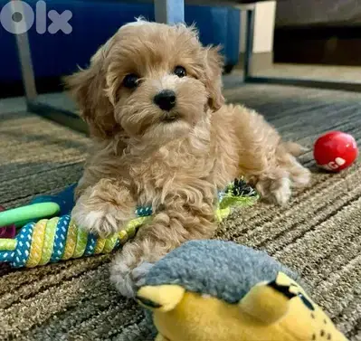 Maltipoo Cute Puppies/ dog كلاب/ Delivery available