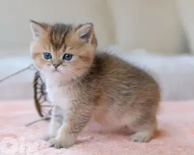 CUTEST British shorthair Golden Chinchilla قطط Imported