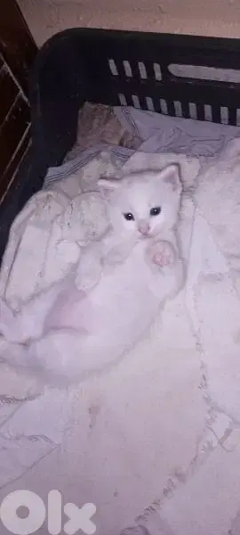 1 mix shirazer male kitten medium hair 50 days