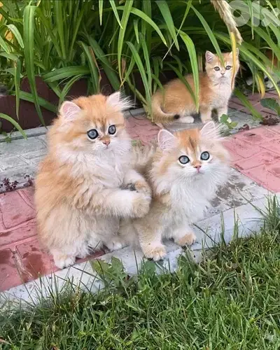 British Golden Chinchilla Kitten Delivery Imported