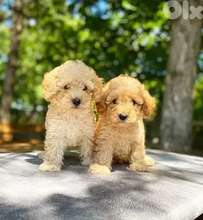 Maltipoo puppy Dog Delivery