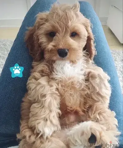 Beautiful Mini Goldendoodle imported pure breed puppy / dog / كلاب