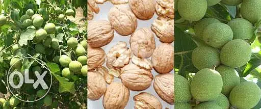 American chandler walnut (Spanish origin) جوز شاندلر إنتاج إسباني