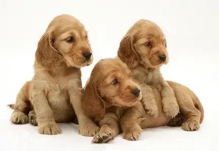 Cocker Spaniel Puppy imported / available in store / Delivery كلاب Dog