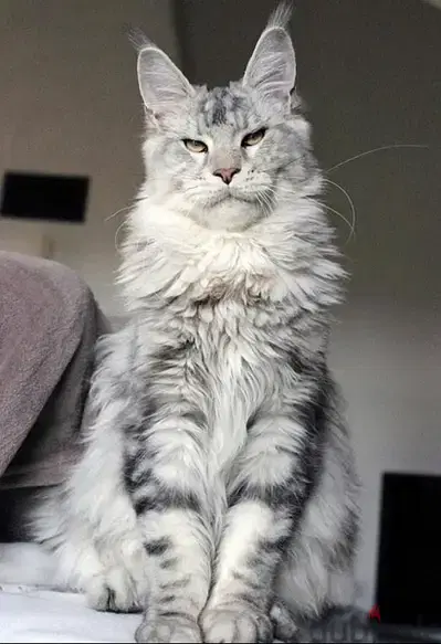 Mainecoon Kitten Imported Deliver Available