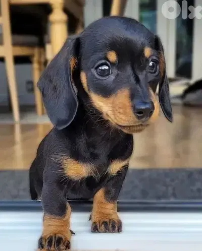 Dachshund Imported Puppies/ dog كلاب