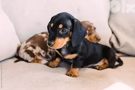 Pure Dachshund Black and Tan Puppies / imported dog كلاب available