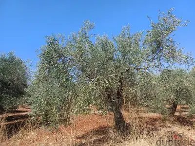 olive oil for sale -  زيت زيتون بكر ممتاز عصرة أكتوبر2025عالبارد