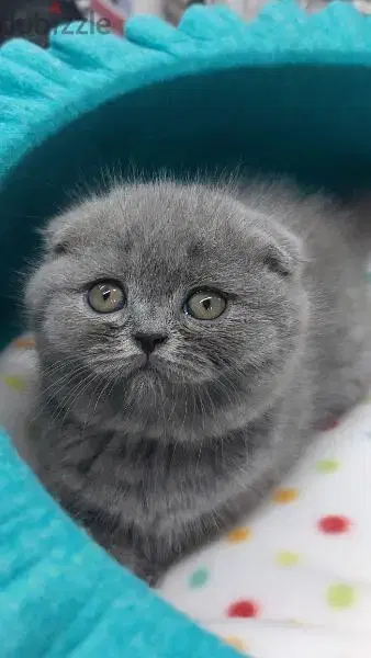 Scottish fold kitten/cat /قطط/Available/Delivery
