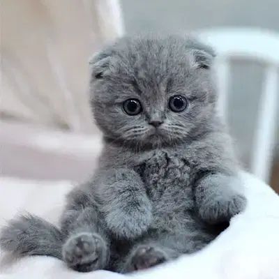 High quality breed Scottish Fold grey kitten! قطط هر