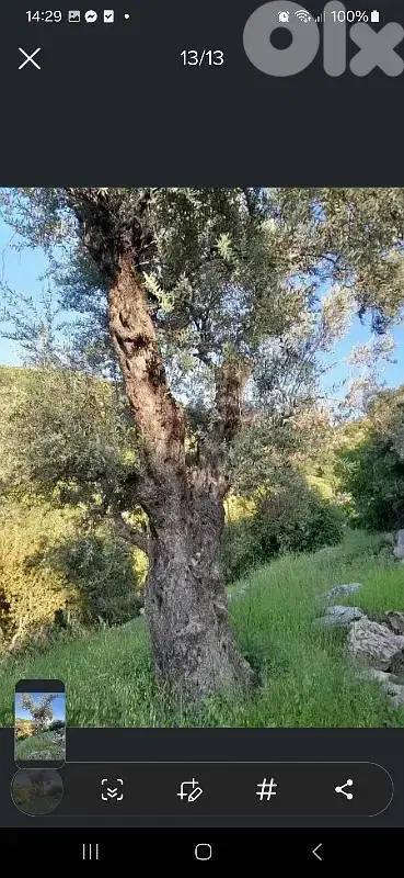 ارض للبيع في حاصبيا land for sale in hasbaya