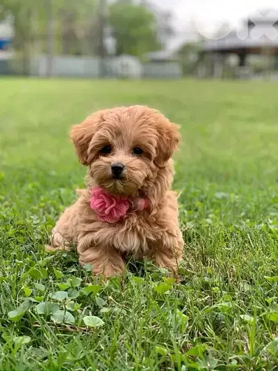 Maltipoo Imported puppy
