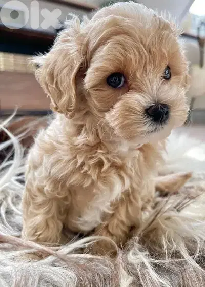 Cutest Maltipoo puppy Dog Delivery كلاب جرو