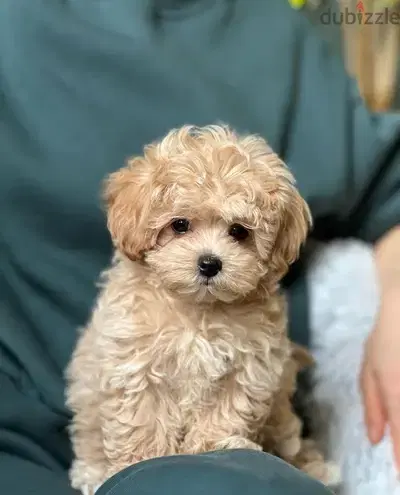 The Cutest Maltipoo Puppies Available Small Size Dog Imported