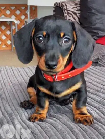 Playful Dachshund Puppies Available now in store! dog كلاب