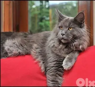 Imported Mainecoon Kitten Blue Grey Delivery