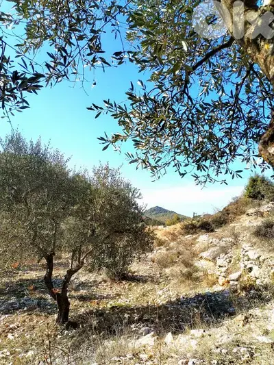أرض مزروعة زيتون صالحة للبناء ٢٥/٥٠ Land for sale in mechmech