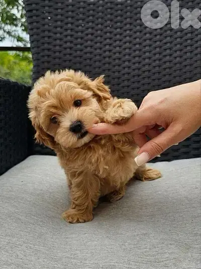 Beautiful Maltipoo Toy Puppies Available! dog كلاب