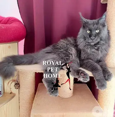 Blue Mainecoon Imported Kitten Grey