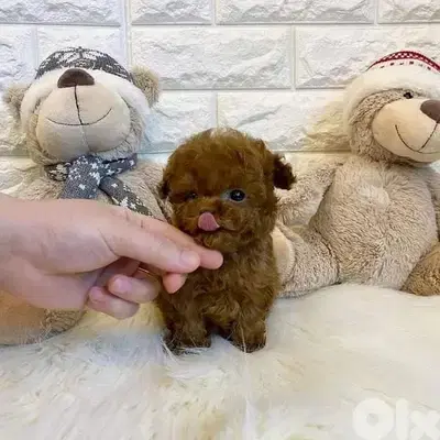 Charming TOy Poodle Puppies/Available in Store/Imported/ Delivery