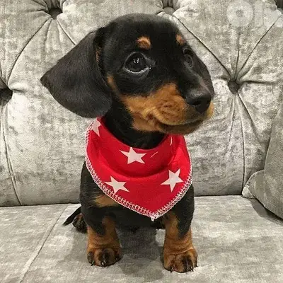 Duchshunds Puppies Available /Imported/In Store/Delivery/Dog/كلاب