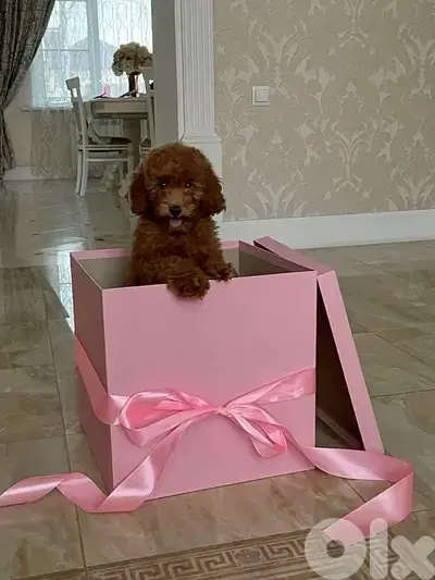 Red brown Toy Labradoodle puppy imported pure breed Delivery كلاب كلب