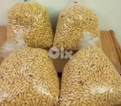 صنوبر بلدي شغل بيت حبة كبيرة
