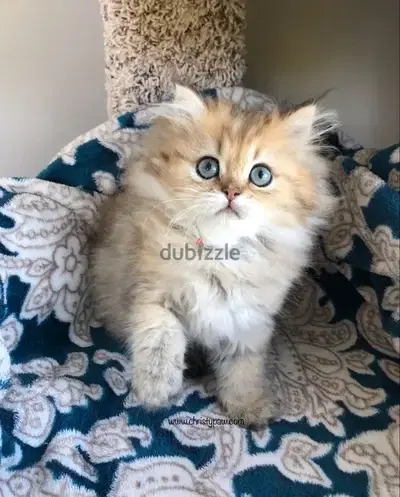 Golden Chinchilla Kitten imported