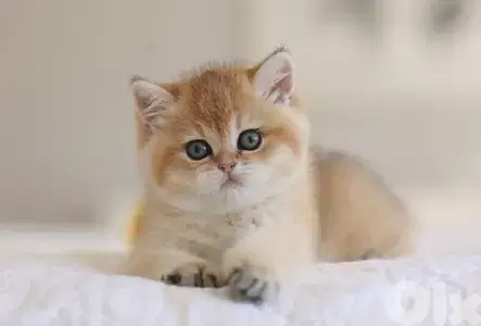 British Golden Chinchilla Imported