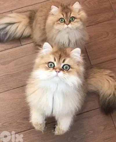 Long Hair British golden chinchilla  kitten delivery available