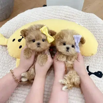 Adorable Maltipoo Puppies – Ready for Their Forever Homes!