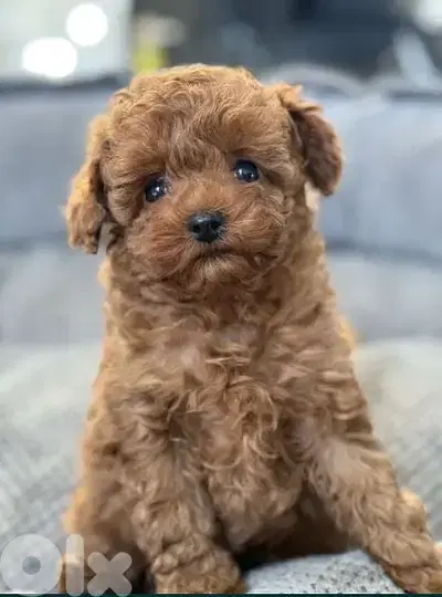 Amazing Toy Poodle Puppies Available/ delivery/ dog كلاب