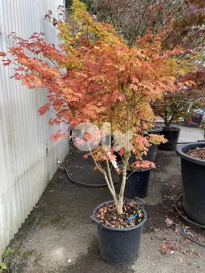 Big Orange Acer palmatum (Limited quantity)
