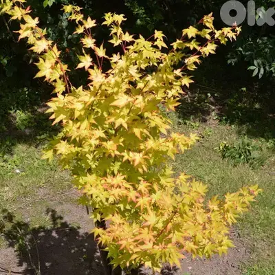 Big Yellow Acer palmatum (Limited quantity)