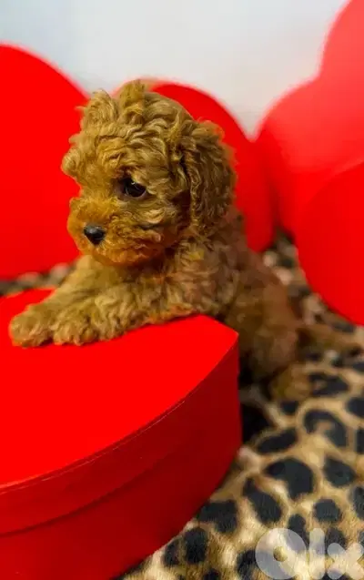 toy poodle Puppy Imported delivery